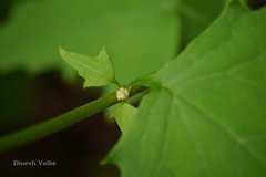 Prenanthes brunoniana